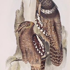 Batrachostomos auritas, large frogmouth