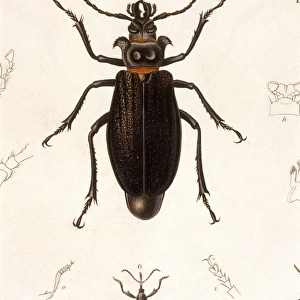 Beetle / Prionus Cumingii