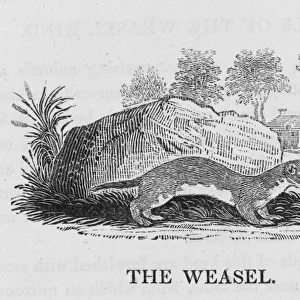 Bewick / Weasel