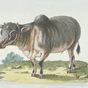 Bison bonasus, European bison