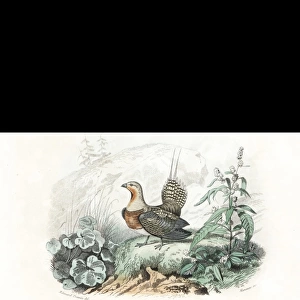 Black grouse, western Capercaillie and pin-tailed sandgrouse