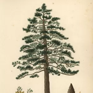 Black pine or Austrian pine, Pinus nigra subsp. laricio