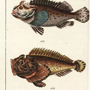 Black scorpion fish, estuarine stonefish, and red lionfish