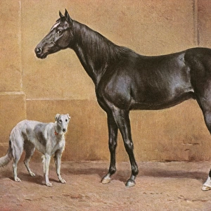 Black Stallion and Borzoi Hound