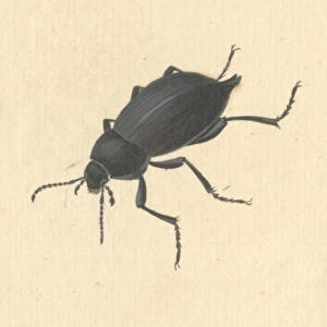 Blaps mucronata, cellar or churchyard beetle