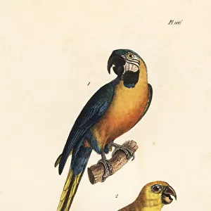 Blue-and-yellow macaw and yellow-headed amazon