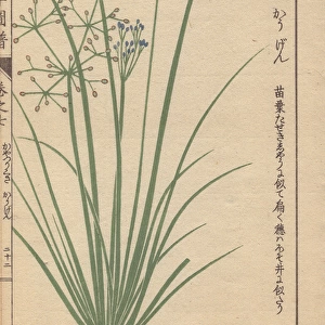 Blue-flowered grasslike fimbry or globe fringerush