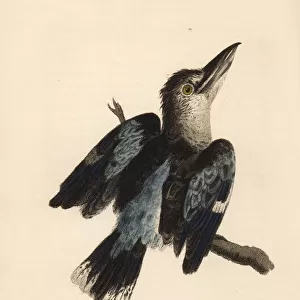 Blue-winged kookaburra, Dacelo leachii