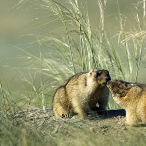 Bobak / Steppe Marmot - pair of adults - fattened