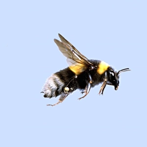 Bombus sp. bumble bee