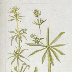 Botanical Sketchbook -- Goose Grass
