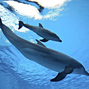 Bottlenose Dolphin - Newborn Baby / Calf with Mother