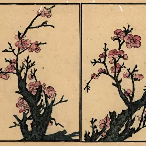 Branches of plum blossom