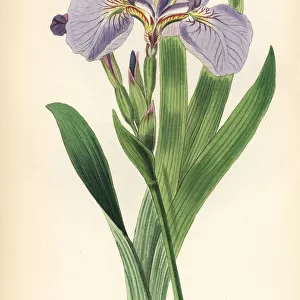 Bristle-tipped flower de luce, Iris setosa