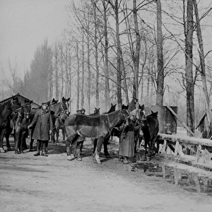 British soldiers with horses, Western Front, WW1