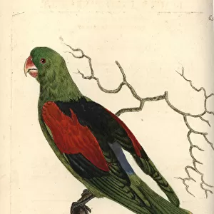 Brown-backed parrotlet, Touit melanonotus