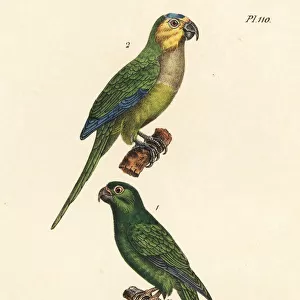 Brown-throated parakeet and long-tailed green
