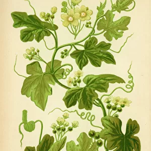Bryonia Dioica