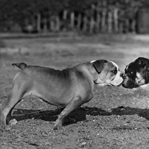 TWO BULL DOGS / 1944