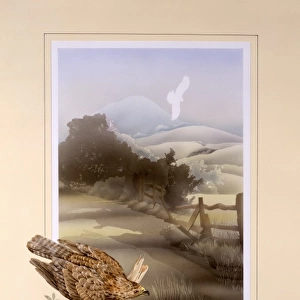 Buzzard and countryside landscape