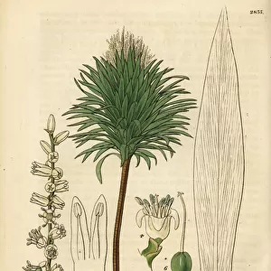 Cabbage palm, Cordyline australis