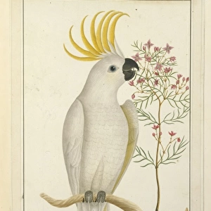 Cacatua galerita, sulphur-crested cockatoo