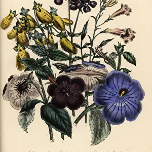 Calceolaria and achimenes species