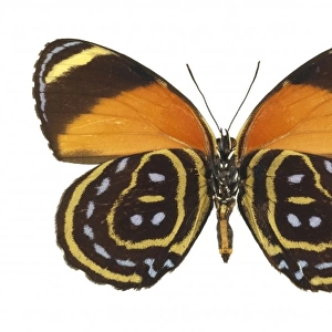 Callicore astarte, eighty eight butterfly