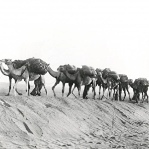 Camel convoy at Shellal, Egypt, WW1