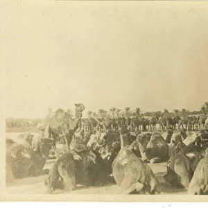 Camel Unit, Basra, Iraq, WW1