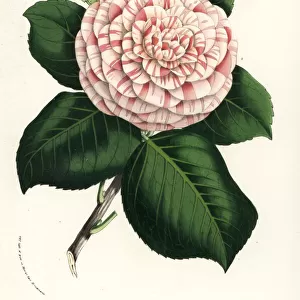 Camellia cultivar, Princess Frederick William