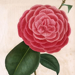Camellia - Marchioness