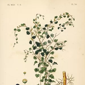 Canadian moonseed or yellow parilla, Menispermum canadense