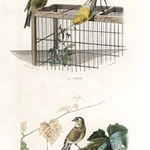 Canary and linnet