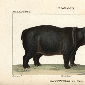 Cape hippopotamus, Hippopotamus amphibius capensis