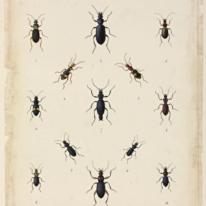 Carabus sp. beetles
