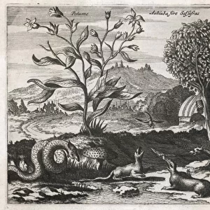 Caribbean Landscape 1520