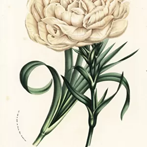 Carnation variety, Souvenir de la Malmaison