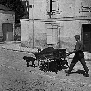 Cart being pulled by dogs in rural France