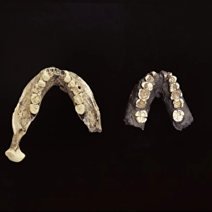 Casts of Australopithecus boisei jaw bones