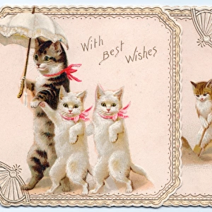 Four cats with parasol on a greetings card