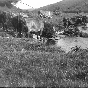 Cattle drinking at Solva, Pembrokeshire, South Wales