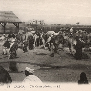 The Cattle Market, Luxor, Egypt