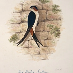 Cecropis daurica, red-rumped swallow