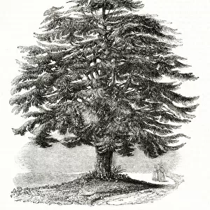 Cedar of Lebanon, Hampstead, NW London