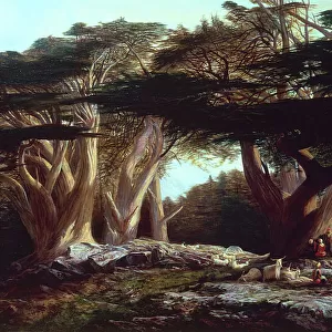 The Cedars of Lebanon, by Edward Lear