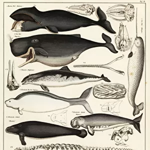 Cetaceans