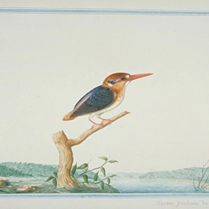 Ceyx erithaca, Oriental dwarf kingfisher