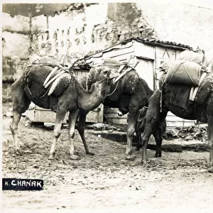 Chanakkale (Chanak, formerly Dardanellia ) on the Turkish Dardanelles coast (Gallipoli Peninsula) - A Camel Train. The correspondent of this card notes that the camels "look nice, but OH how they stink and they make the footpaths SO slushy"