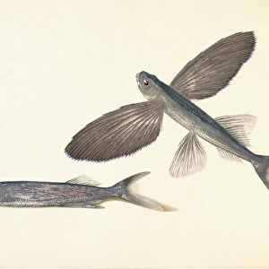 Cheilopogon sp. flyingfish